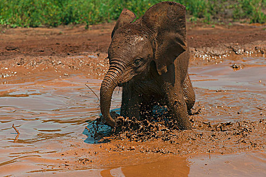 非洲象,幼兽,玩,大象孤儿院,肯尼亚