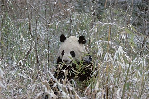 大熊猫,雪中,卧龙,喜马拉雅山,树林,中国