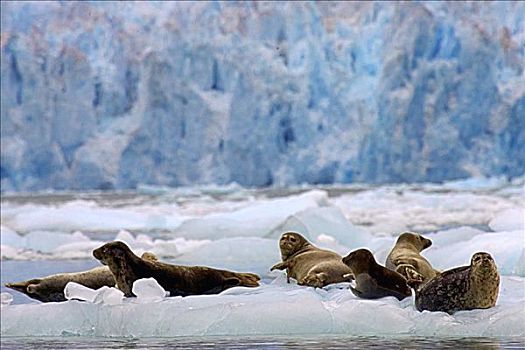 阿拉斯加,斑海豹,休息
