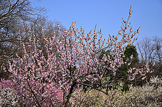 梅花