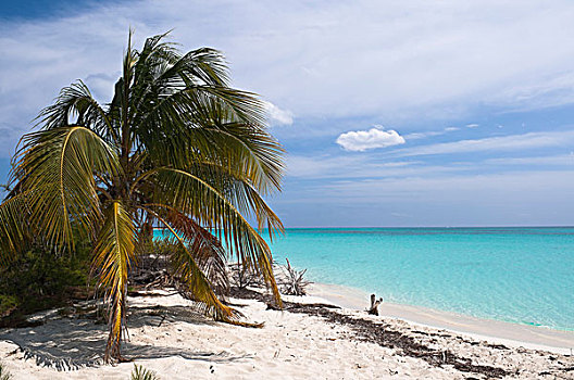 海滩,拉哥岛,群岛,古巴