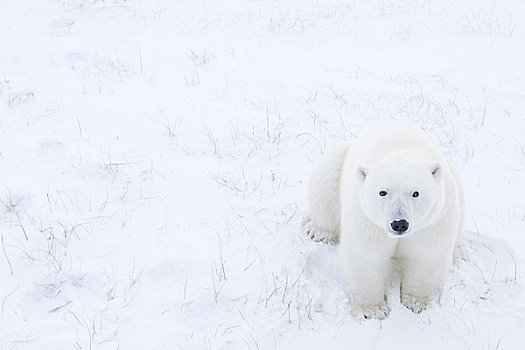 幼兽,北极熊,坐,雪中,丘吉尔市,曼尼托巴,加拿大