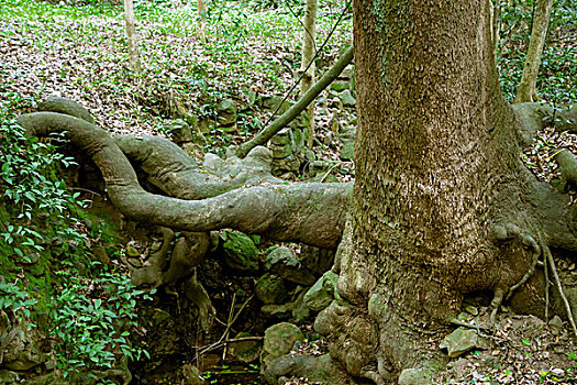 中国南方古树的树根