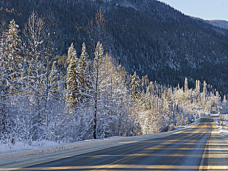 积雪,树,道路,公路,不列颠哥伦比亚省,加拿大
