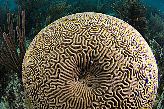 脑珊瑚,伯利兹暗礁,伯利兹