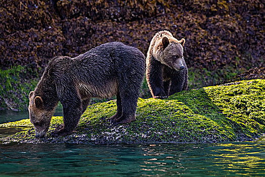 大灰熊,妈妈,幼兽,觅食,退潮,线条,挨着,水,大熊雨林,小湾,不列颠哥伦比亚省,加拿大