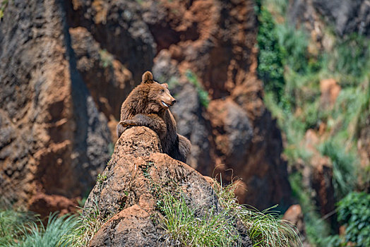 棕熊,岩石上,张嘴