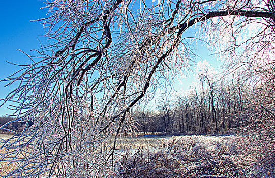 冰,遮盖,树,加拿大