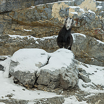 石山羊,站立,积雪,石头,阿拉斯加公路,北方,落基山脉,地区性,市区,不列颠哥伦比亚省,加拿大