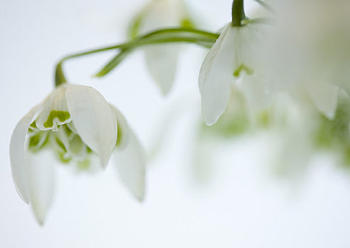 特写,一对,雪花莲