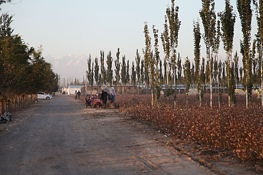 新疆棉花采收