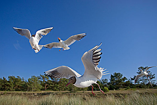 红嘴鸥,海鸥,飞行,费施兰德-达斯-茨因斯特,半岛,波罗的海,梅克伦堡前波莫瑞州,德国,欧洲
