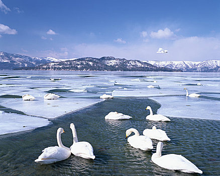 天鹅,屈斜路湖