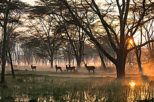 水羚,纳库鲁湖国家公园,肯尼亚,非洲