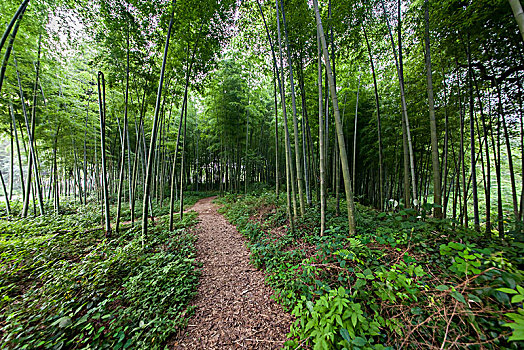 生态园竹林自然景观