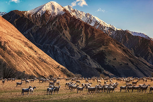 绵羊,山,新西兰
