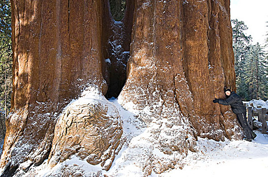 美国,加利福尼亚,红杉国家公园,女人,搂抱,巨杉,树