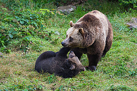 欧洲,棕熊,幼兽,巴伐利亚,德国