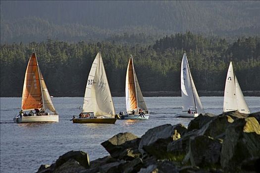 帆船,比赛,竞争,靠近,克奇坎,阿拉斯加,夏天