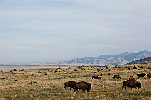 牧群,美洲野牛,野牛,放牧,羚羊,岛屿,州立公园,锡拉库扎,美国