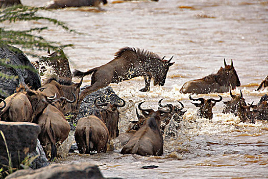 角马,跳跃,马拉河,迁徙,马塞马拉野生动物保护区,肯尼亚