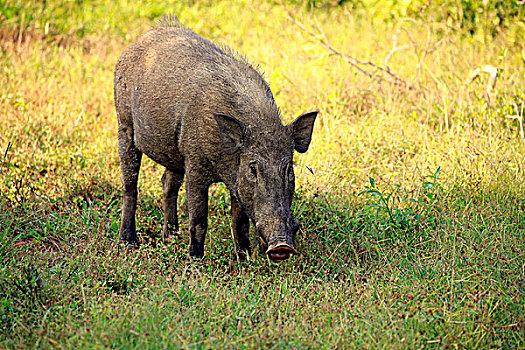 野猪,斯里兰卡,公猪,成年,吃,国家公园,亚洲