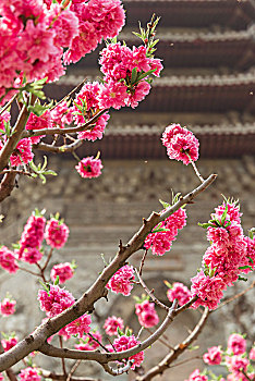 春季北京玲珑公园里盛开的榆叶梅