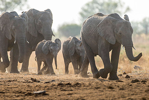 非洲,灌木,大象,非洲象,国家公园,纳米比亚