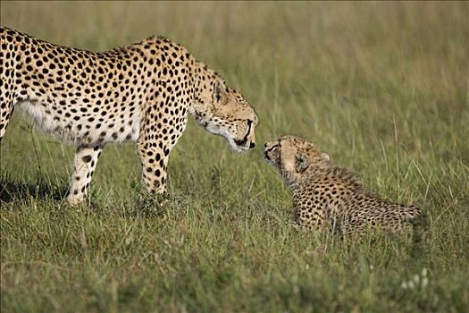 印度豹,猎豹,母兽,问候,9个月大,幼兽,马赛马拉国家保护区,肯尼亚