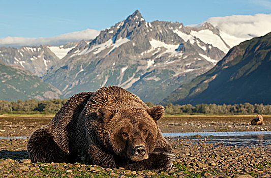 大灰熊,休息,潮汐,下方,海岸山脉,长,湾,日出,卡特麦国家公园,保存,西南方,阿拉斯加,夏天