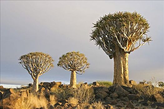 抖树,农场,纳米比亚,非洲