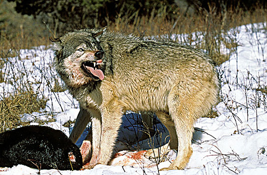 北美,灰狼,成年,捕食,加拿大