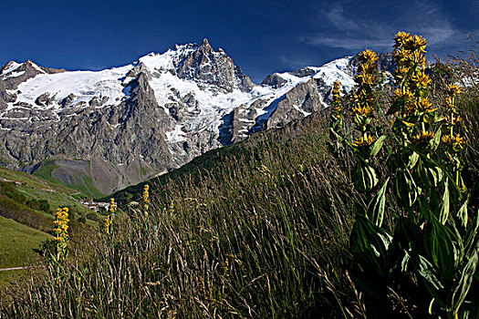 法国,上阿尔卑斯省,山丘,风景,开花