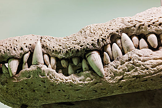 英格兰,伦敦,肯辛顿,自然历史博物馆,展示,鳄鱼,骨骼