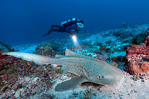 潜水,斑马,鲨鱼,印度洋,马尔代夫,亚洲