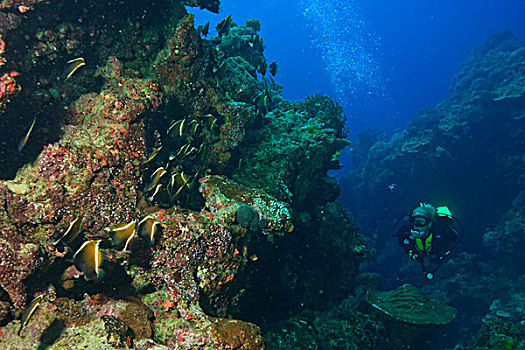 潜水,水,维提岛,斐济,南太平洋