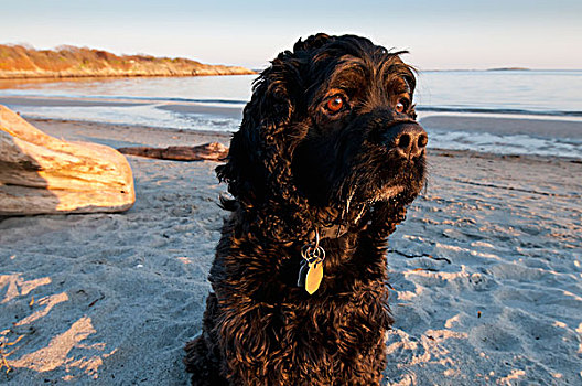 可卡犬,坐,柳树,海滩,橡树湾,维多利亚,不列颠哥伦比亚省,加拿大