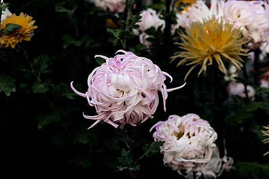 美丽的日本菊花