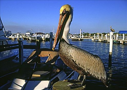 特写,棕鹈鹕,港口,佛罗里达,美国