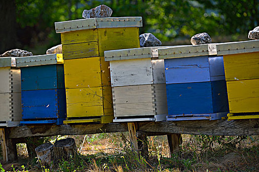 蜜蜂,工蜂,家畜,家,自然,健康,医疗,有机食品,概念