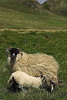 诺森伯兰郡,输入,母羊,羊羔,高沼地