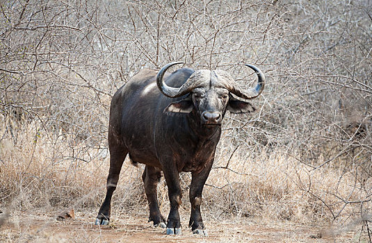 南非水牛,非洲水牛,公牛,克鲁格国家公园,南非,非洲