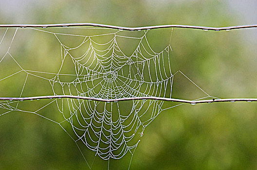 露珠,蜘蛛网,线,加拿大