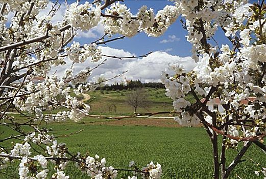 樱花,地点,安达卢西亚