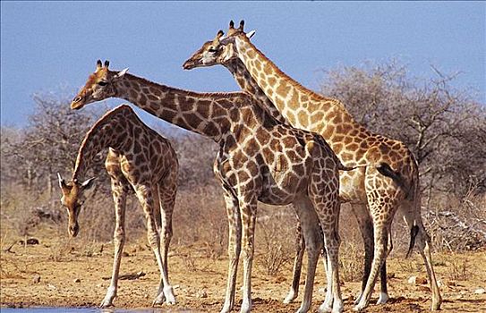 长颈鹿,哺乳动物,水潭,埃托沙国家公园,纳米比亚,非洲,动物