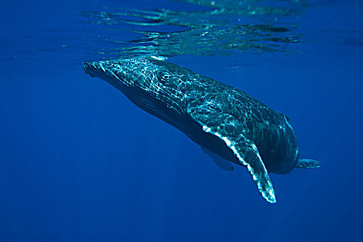 驼背鲸,大翅鲸属,鲸鱼,表面,毛伊岛,夏威夷