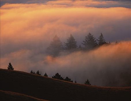 雾,上方,树林,马林县,加利福尼亚,美国