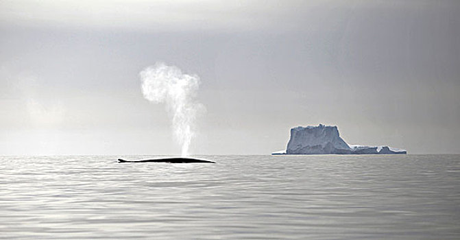 鳍鲸,长须鲸,靠近,格陵兰,水下