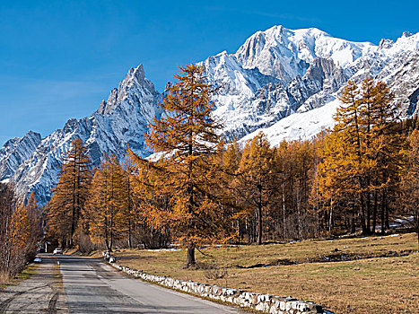 山路,秋天,背景,落叶松,雪,顶峰,勃朗峰,意大利,欧洲