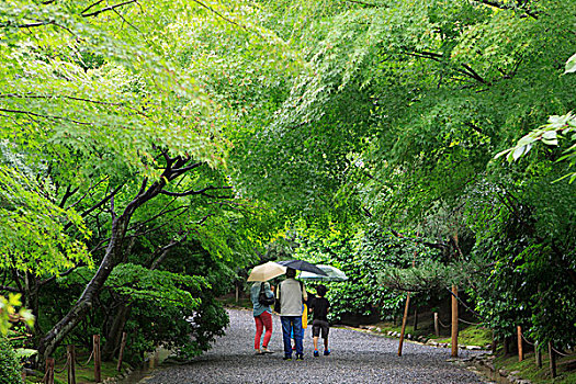 鲜明,绿色,鸡爪枫,树,叶子,彩色,庙宇,京都,日本